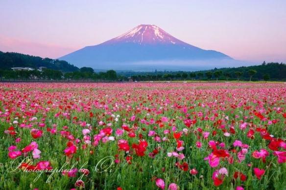 富士山最新情况，活跃的地质活动与旅游业的持续发展